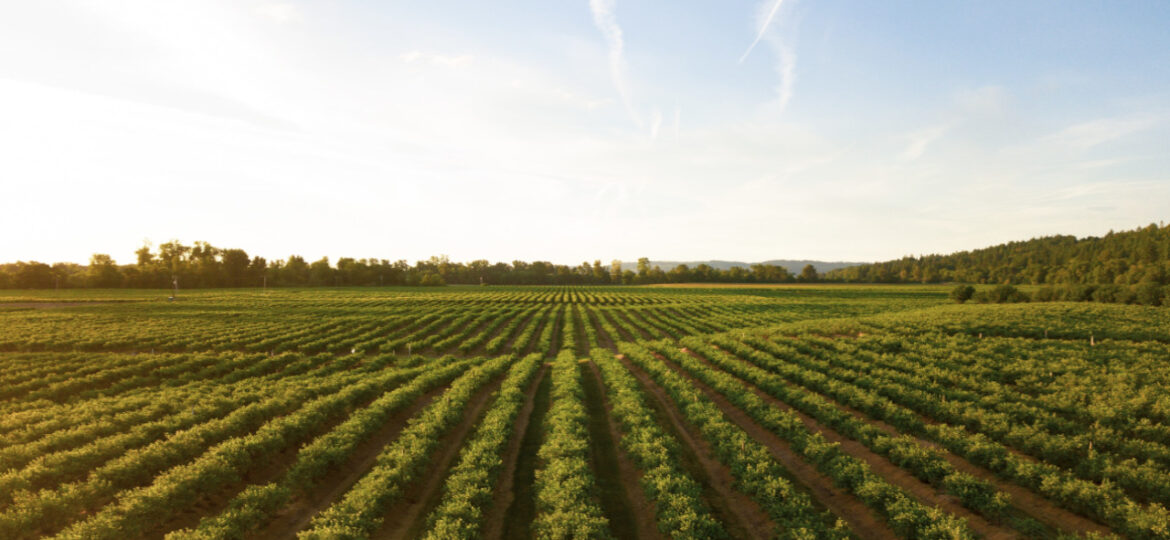 37_News_vânzarea_terenurilor_agricole–norme_de_aplicare