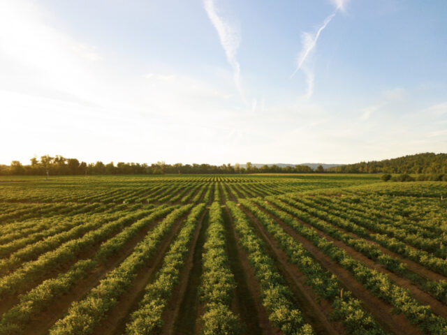 37_News_vânzarea_terenurilor_agricole–norme_de_aplicare