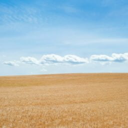 62_Certificatul_de_calitate_a_solului_obligatoriu_la_vânzare_de_terenuri