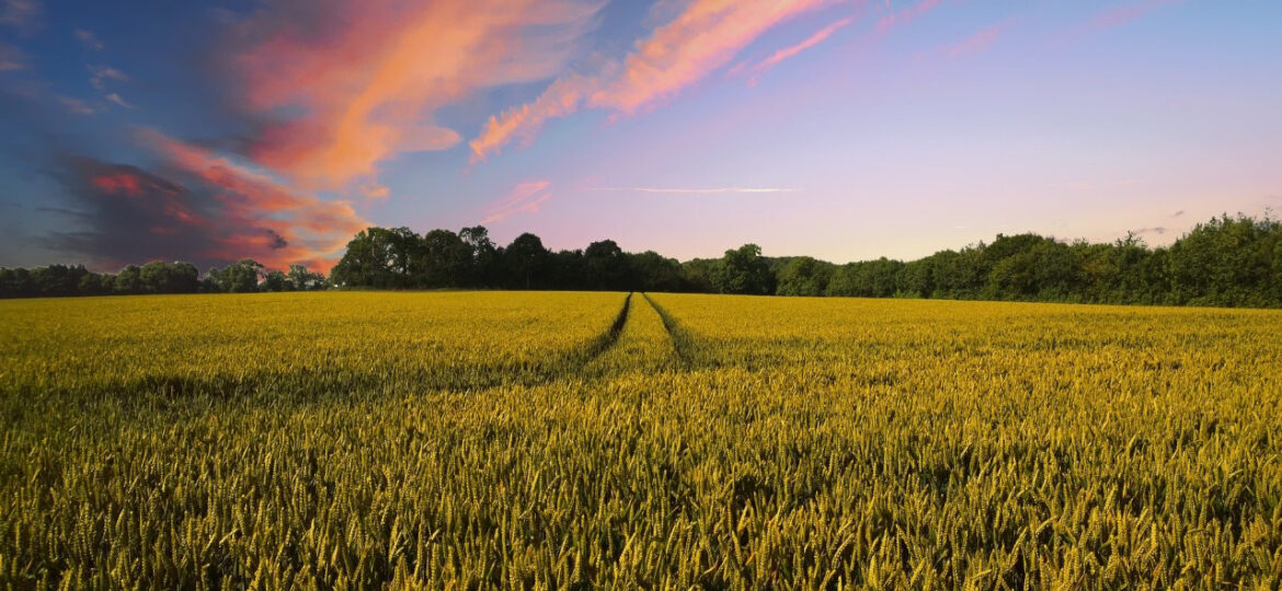 68_Reguli_vanzare_terenuri_agricole_extravilan